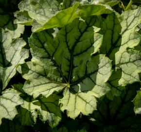 Dlužicha 'Venus' - Heuchera hybrida 'Venus'