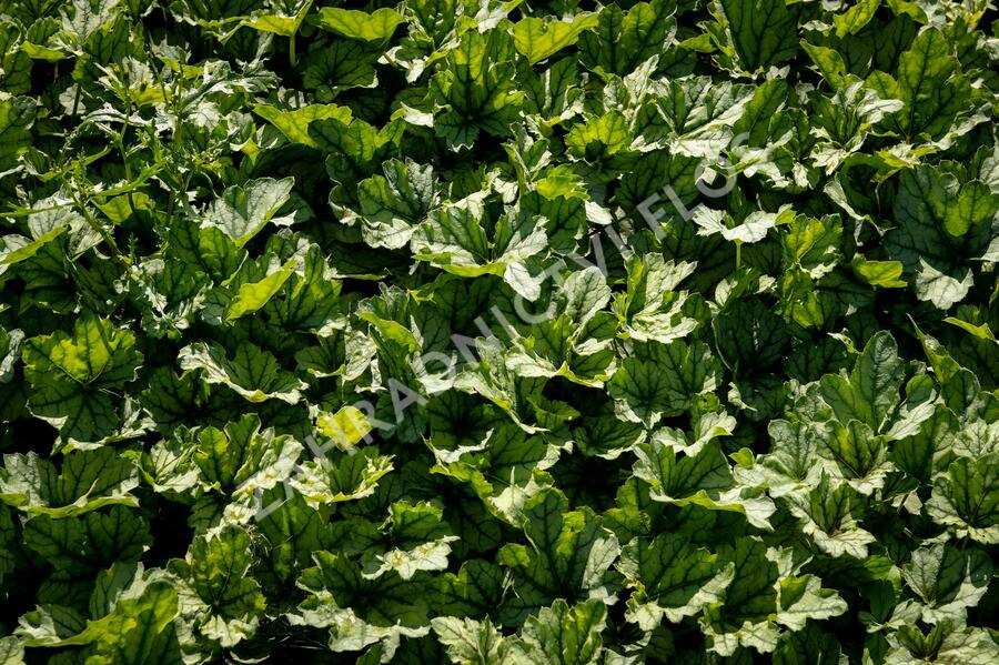 Dlužicha 'Venus' - Heuchera hybrida 'Venus'