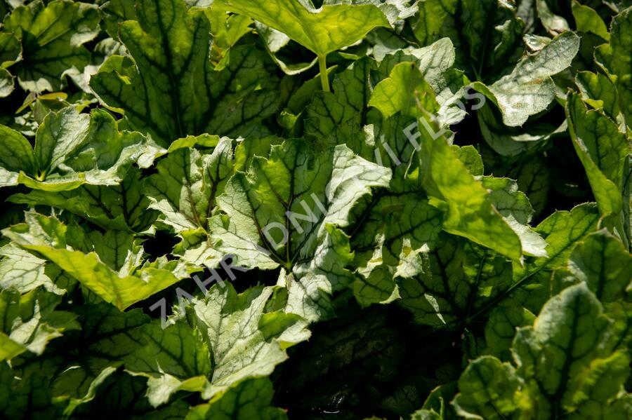 Dlužicha 'Venus' - Heuchera hybrida 'Venus'