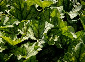 Dlužicha 'Venus' - Heuchera hybrida 'Venus'