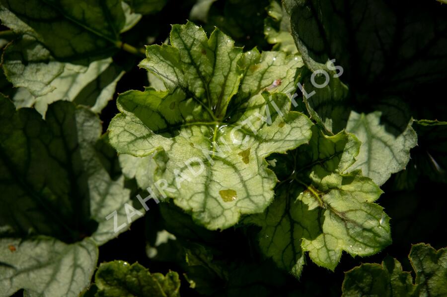 Dlužicha 'Venus' - Heuchera hybrida 'Venus'