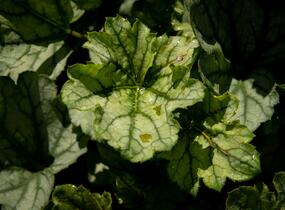 Dlužicha 'Venus' - Heuchera hybrida 'Venus'