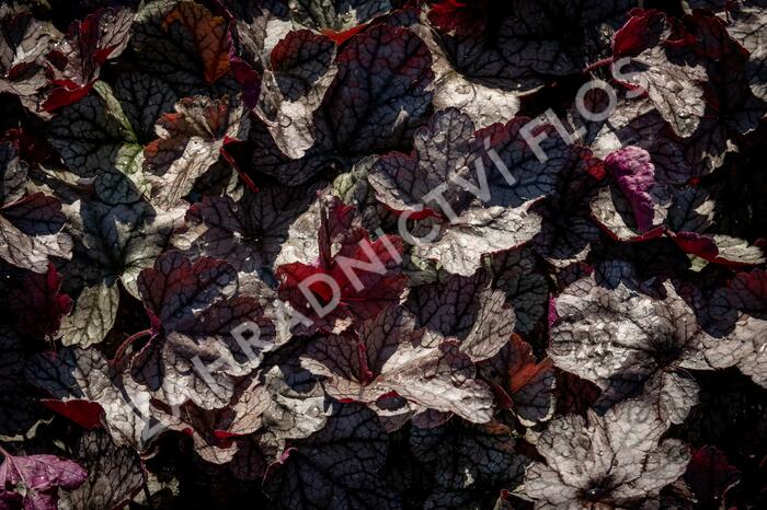 Dlužicha 'Silver Scrolls' - Heuchera hybrida 'Silver Scrolls'