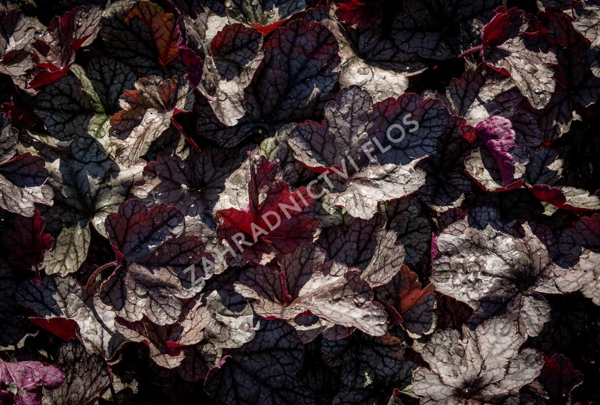 Dlužicha 'Silver Scrolls' - Heuchera hybrida 'Silver Scrolls'