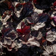 Dlužicha 'Silver Scrolls' - Heuchera hybrida 'Silver Scrolls'