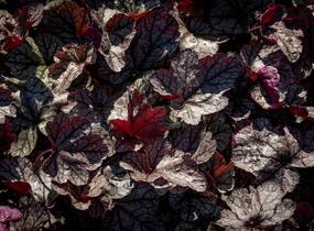Dlužicha 'Silver Scrolls' - Heuchera hybrida 'Silver Scrolls'