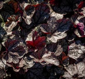 Dlužicha 'Silver Scrolls' - Heuchera hybrida 'Silver Scrolls'