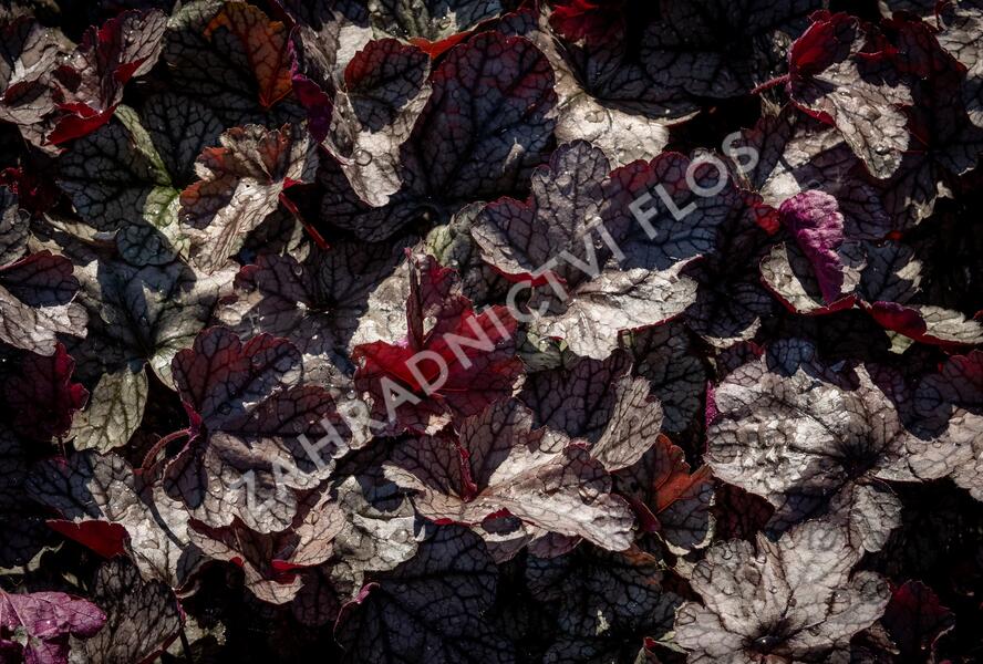 Dlužicha 'Silver Scrolls' - Heuchera hybrida 'Silver Scrolls'