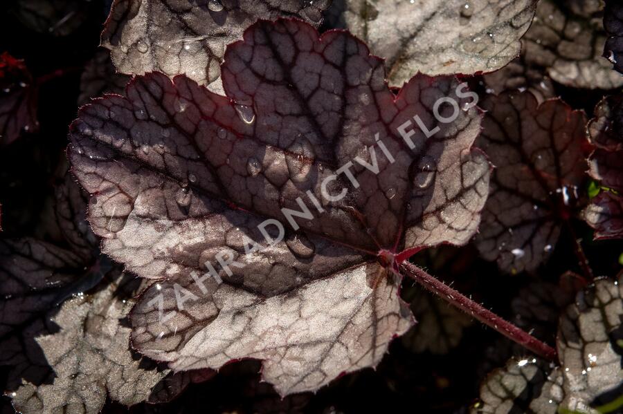 Dlužicha 'Silver Scrolls' - Heuchera hybrida 'Silver Scrolls'