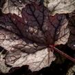 Dlužicha 'Silver Scrolls' - Heuchera hybrida 'Silver Scrolls'