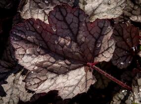 Dlužicha 'Silver Scrolls' - Heuchera hybrida 'Silver Scrolls'