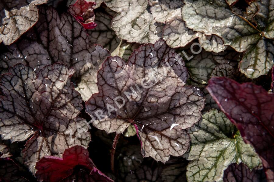 Dlužicha 'Silver Scrolls' - Heuchera hybrida 'Silver Scrolls'