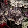 Dlužicha 'Silver Scrolls' - Heuchera hybrida 'Silver Scrolls'