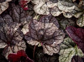 Dlužicha 'Silver Scrolls' - Heuchera hybrida 'Silver Scrolls'