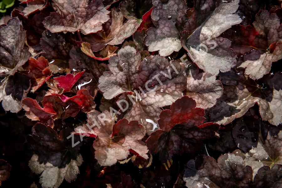 Dlužicha 'Neptune' - Heuchera hybrida 'Neptune'
