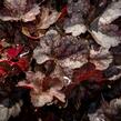 Dlužicha 'Neptune' - Heuchera hybrida 'Neptune'