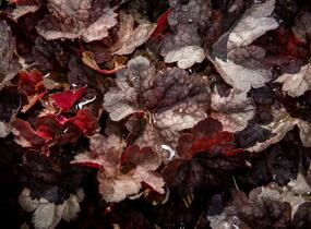 Dlužicha 'Neptune' - Heuchera hybrida 'Neptune'