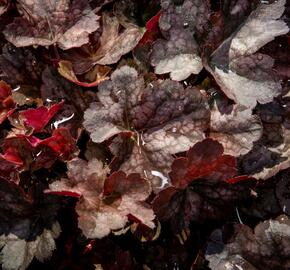 Dlužicha 'Neptune' - Heuchera hybrida 'Neptune'