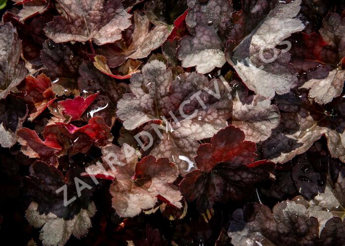Dlužicha 'Neptune' - Heuchera hybrida 'Neptune'