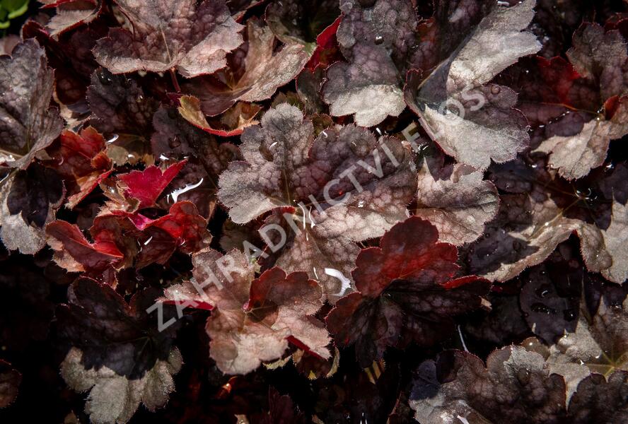 Dlužicha 'Neptune' - Heuchera hybrida 'Neptune'