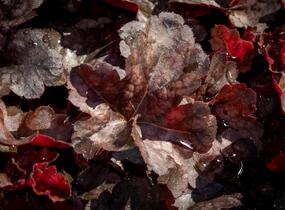 Dlužicha 'Neptune' - Heuchera hybrida 'Neptune'