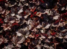 Dlužicha 'Neptune' - Heuchera hybrida 'Neptune'