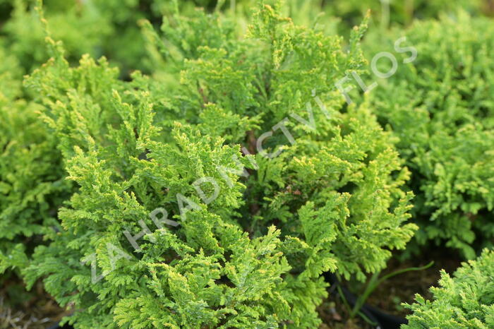 Cypřišek hrachonosný 'Golden Pin Cushion' - Chamaecyparis pisifera 'Golden Pin Cushion'