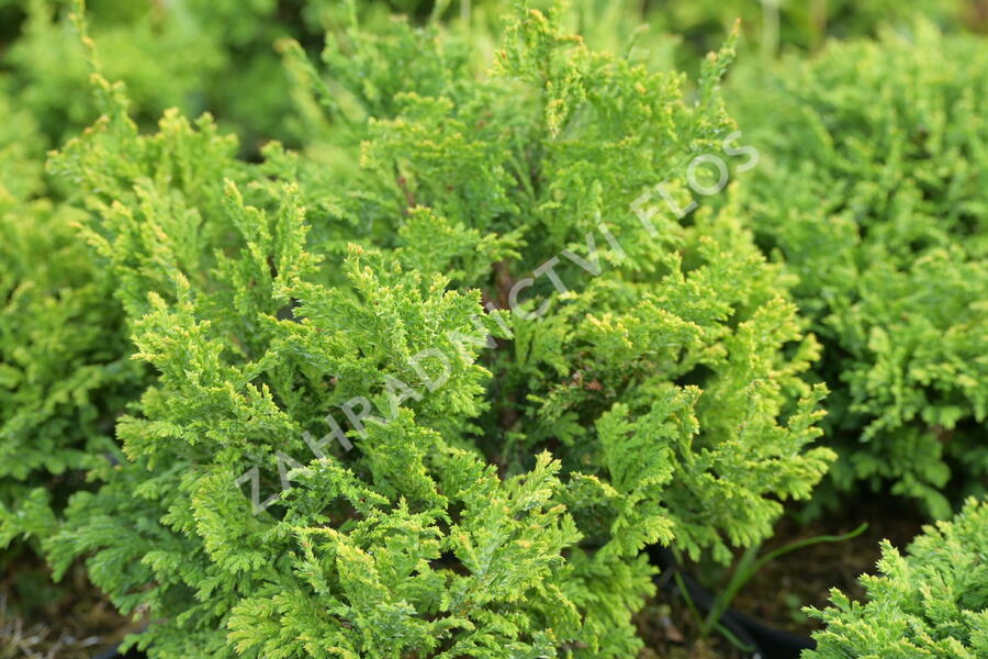 Cypřišek hrachonosný 'Golden Pin Cushion' - Chamaecyparis pisifera 'Golden Pin Cushion'