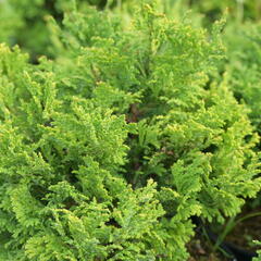 Cypřišek hrachonosný 'Golden Pin Cushion' - Chamaecyparis pisifera 'Golden Pin Cushion'