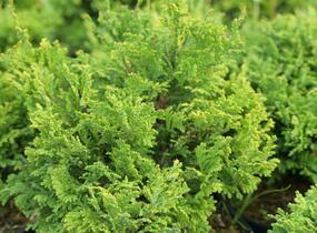 Cypřišek hrachonosný 'Golden Pin Cushion' - Chamaecyparis pisifera 'Golden Pin Cushion'