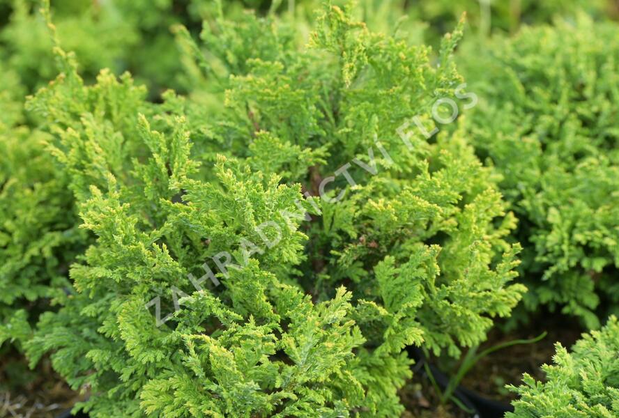 Cypřišek hrachonosný 'Golden Pin Cushion' - Chamaecyparis pisifera 'Golden Pin Cushion'
