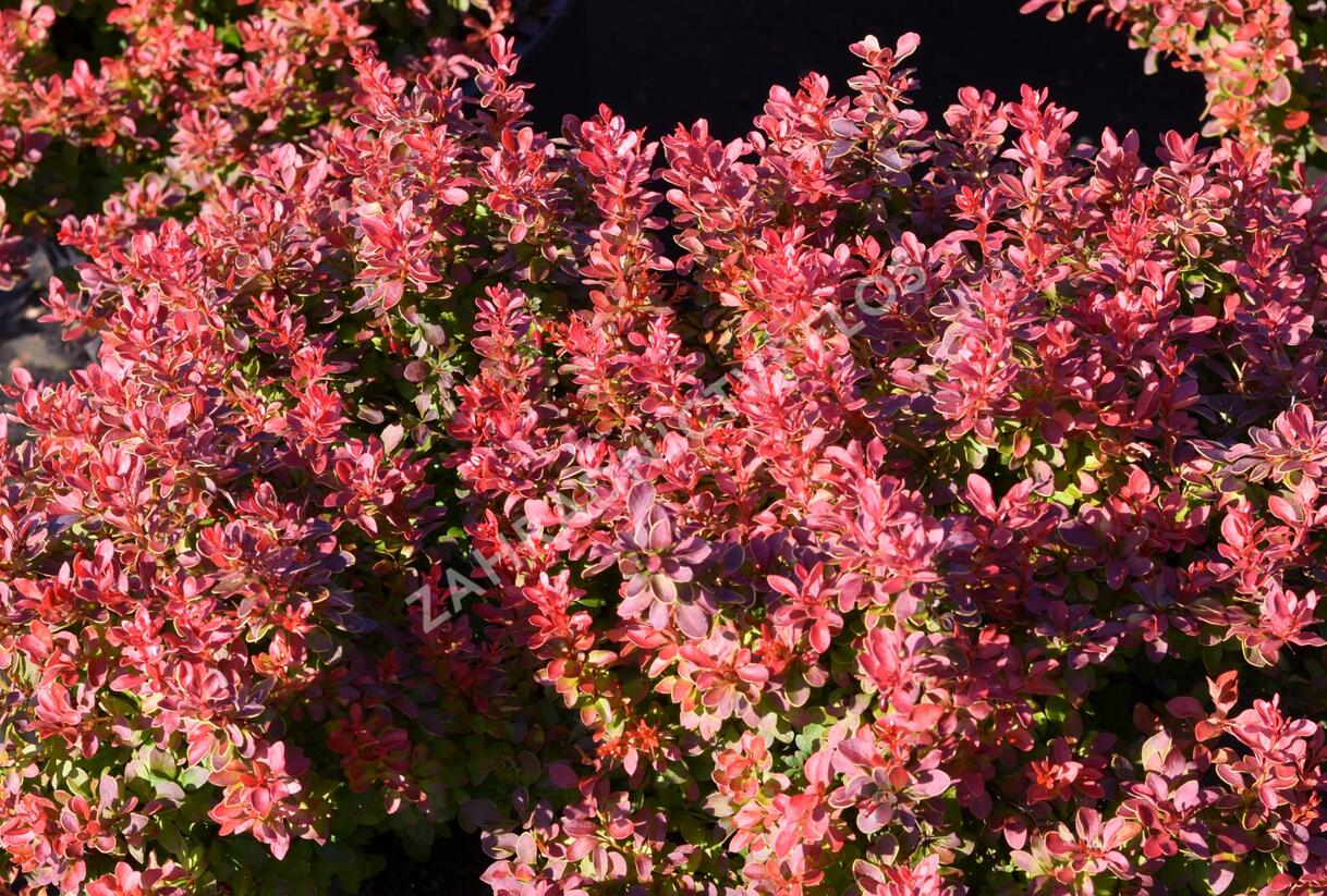 Dřišťál Thunbergův 'Admiration' - Berberis thunbergii 'Admiration'