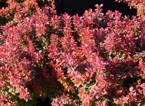 Dřišťál Thunbergův 'Admiration' - Berberis thunbergii 'Admiration'