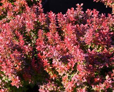 Dřišťál Thunbergův 'Admiration'