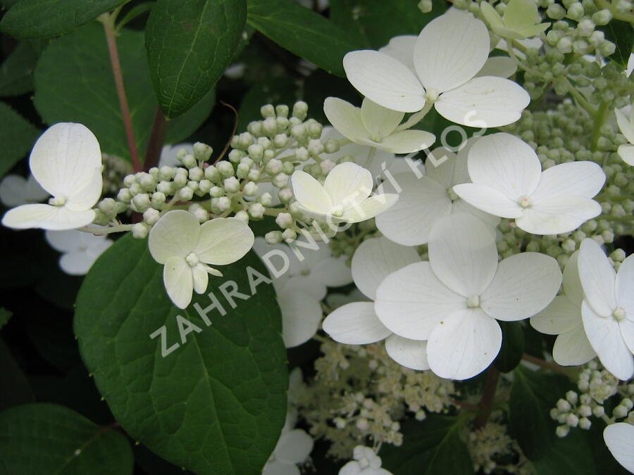 Hortenzie latnatá 'Pinky Winky' - Hydrangea paniculata 'Pinky Winky'