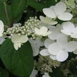 Hortenzie latnatá 'Pinky Winky' - Hydrangea paniculata 'Pinky Winky'