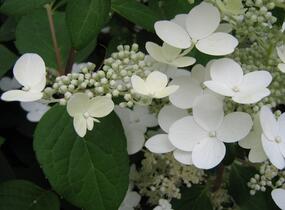 Hortenzie latnatá 'Pinky Winky' - Hydrangea paniculata 'Pinky Winky'