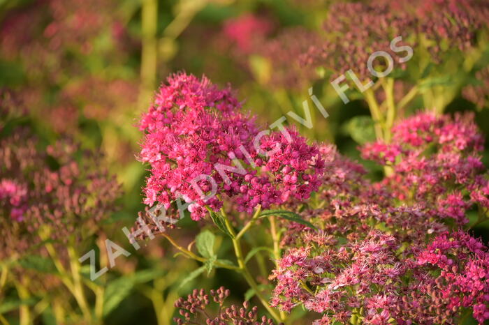 Tavolník japonský 'Country Red' - Spiraea japonica 'Country Red'