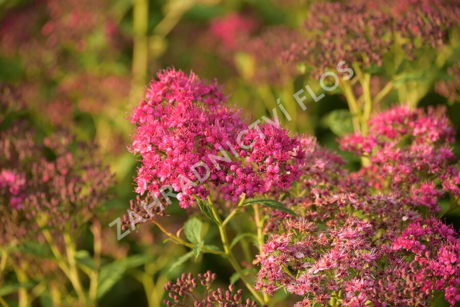 Tavolník japonský 'Country Red' - Spiraea japonica 'Country Red'