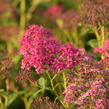 Tavolník japonský 'Country Red' - Spiraea japonica 'Country Red'