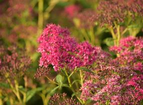 Tavolník japonský 'Country Red' - Spiraea japonica 'Country Red'