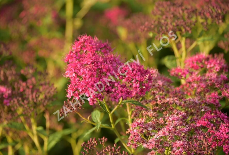 Tavolník japonský 'Country Red' - Spiraea japonica 'Country Red'