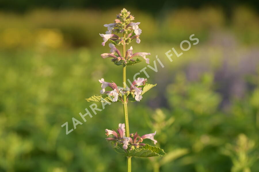 Šanta velkokvětá 'Dawn to Dusk' - Nepeta grandiflora 'Dawn to Dusk'
