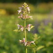 Šanta 'Dawn to Dusk' - Nepeta grandiflora 'Dawn to Dusk'