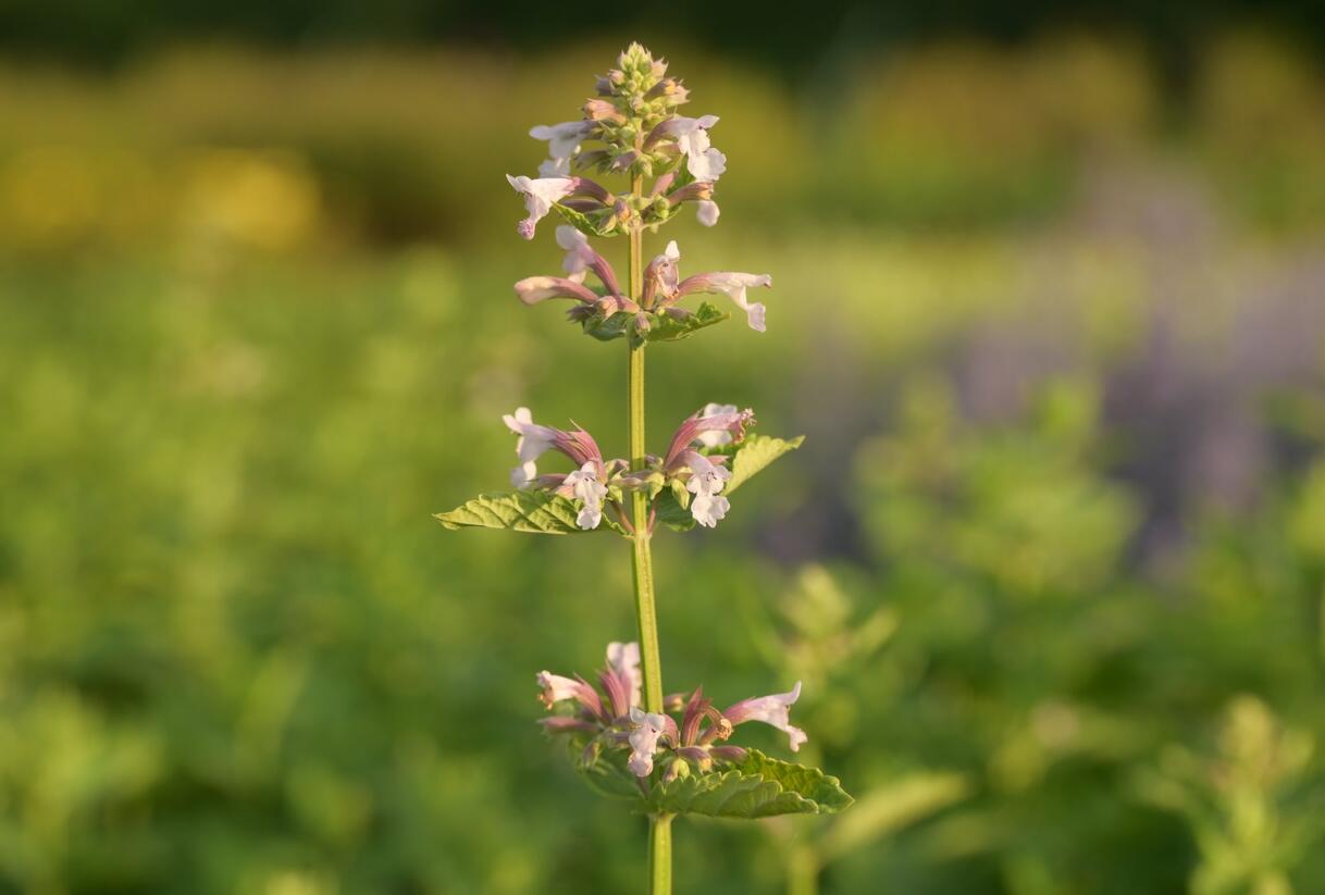 Šanta velkokvětá 'Dawn to Dusk' - Nepeta grandiflora 'Dawn to Dusk'