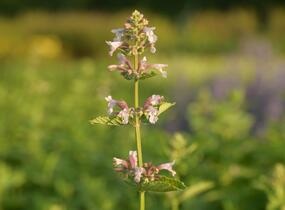 Šanta velkokvětá 'Dawn to Dusk' - Nepeta grandiflora 'Dawn to Dusk'