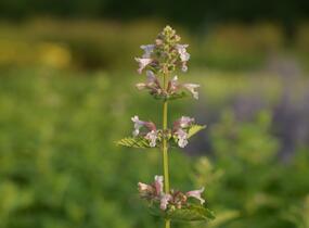 Šanta velkokvětá 'Dawn to Dusk' - Nepeta grandiflora 'Dawn to Dusk'