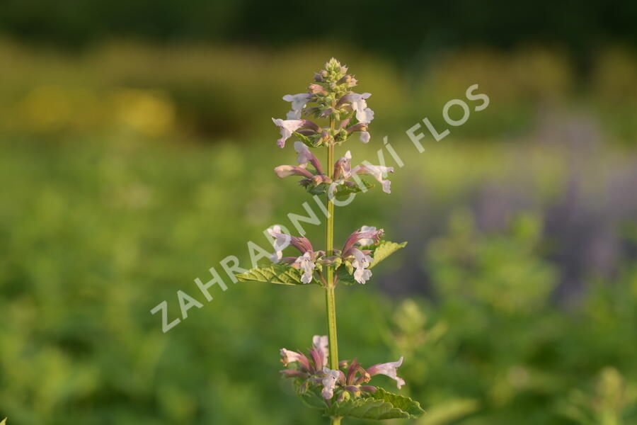 Šanta 'Dawn to Dusk' - Nepeta grandiflora 'Dawn to Dusk'