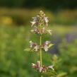 Šanta 'Dawn to Dusk' - Nepeta grandiflora 'Dawn to Dusk'