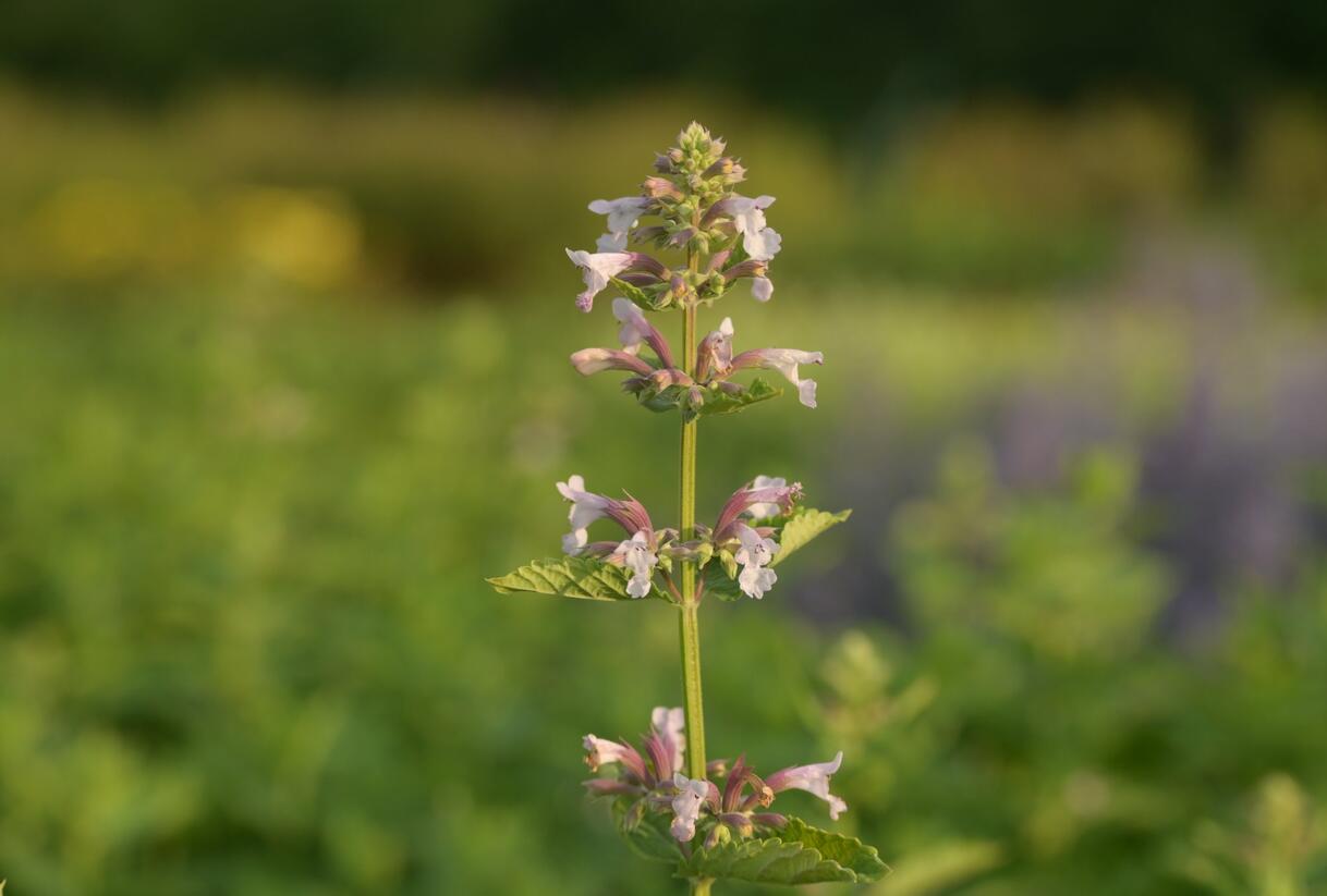 Šanta velkokvětá 'Dawn to Dusk' - Nepeta grandiflora 'Dawn to Dusk'